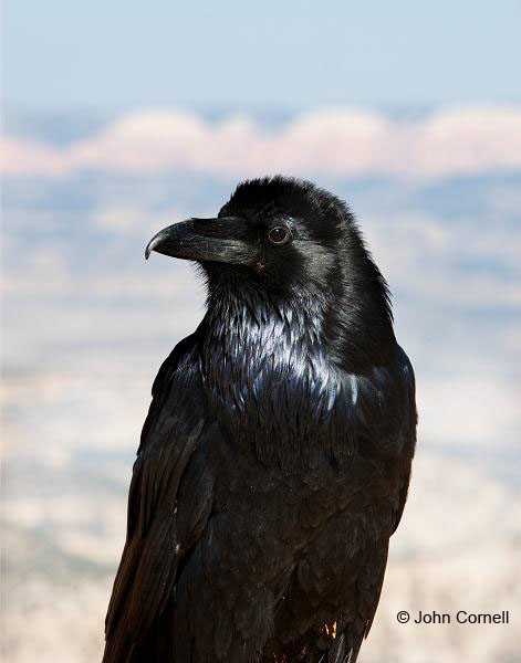 Bryce Canyon National Park;Bryce Canyon;Utah;Common Raven;Corvus corax;Raven;One;one animal;avifauna;bird;birds;feather;feathered;outdoors;outside;untamed;wild;color;color photograph;daytime;close up;color image;photography;animals in the wild;feathers;wilderness;perch;perching;watching;watchful